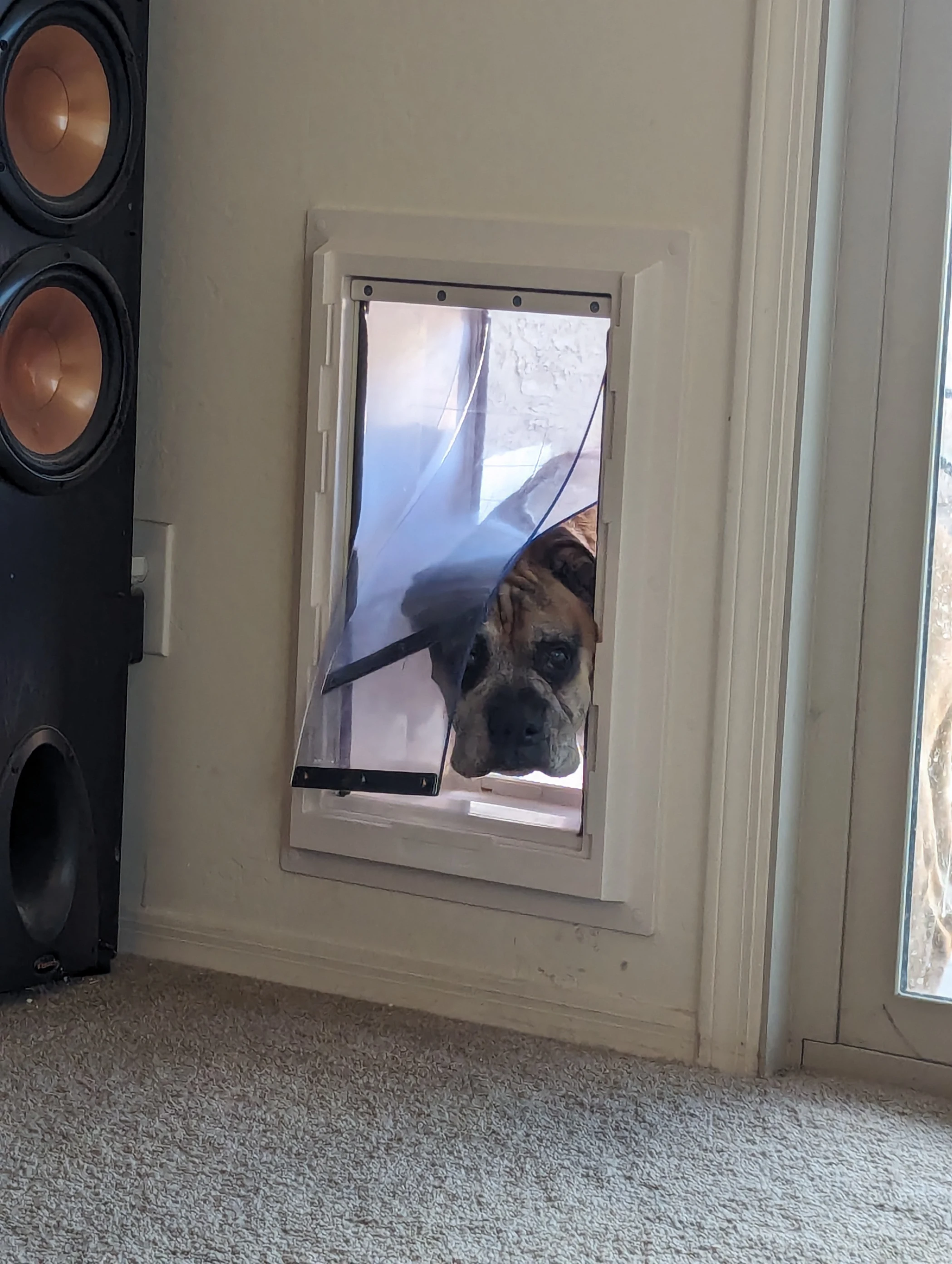 Completed Apollo pet door installation in a customer home, project 27
