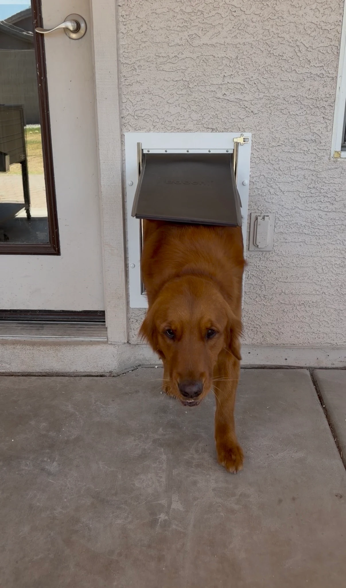 Completed Apollo pet door installation in a customer home, project 5